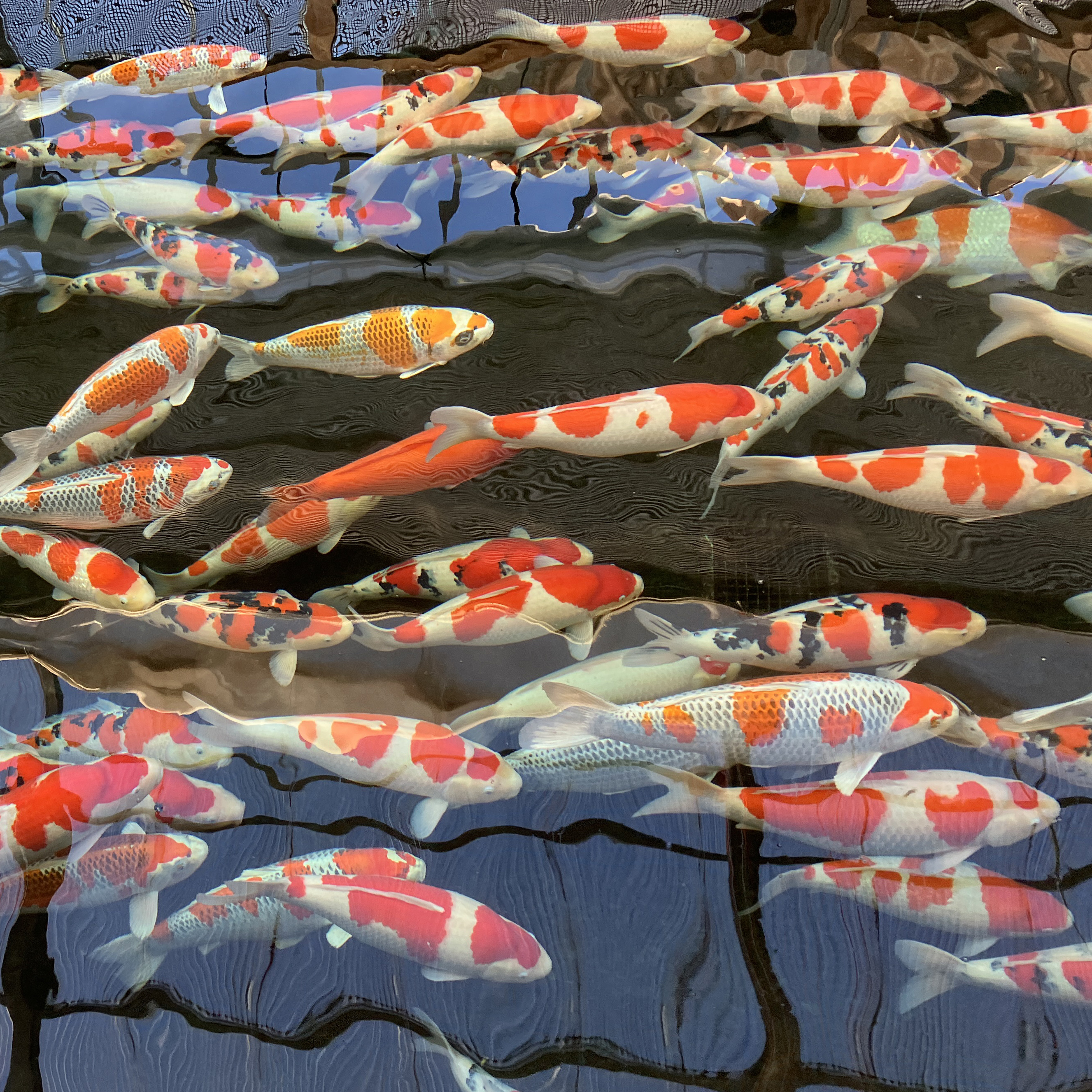 Sakai Co Koi Sakai Co Koi