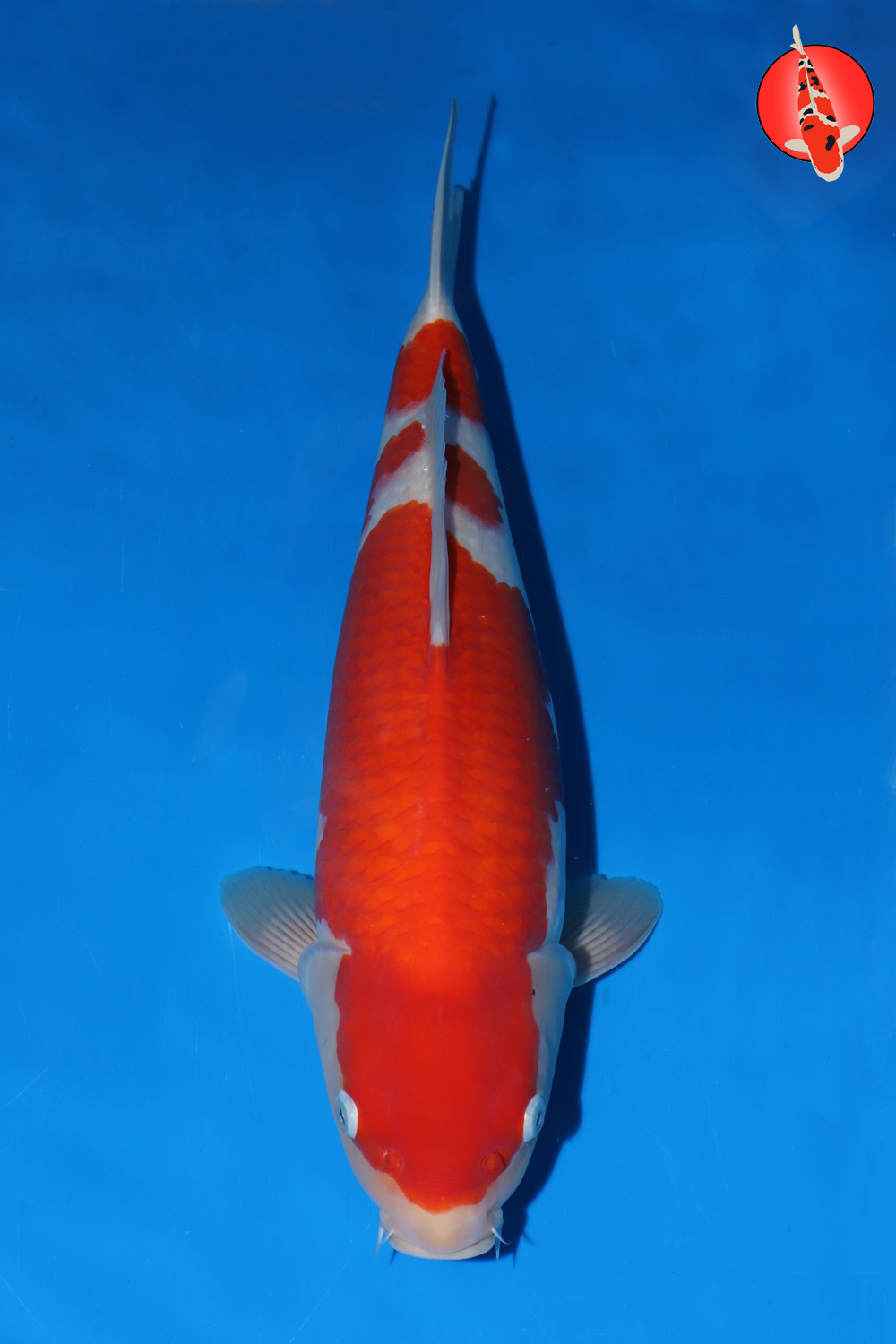 Mat-Koh-A24-11_45cm GKR