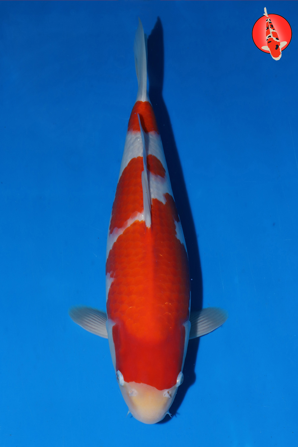 Mat-Koh-A24-12_43cm GKR