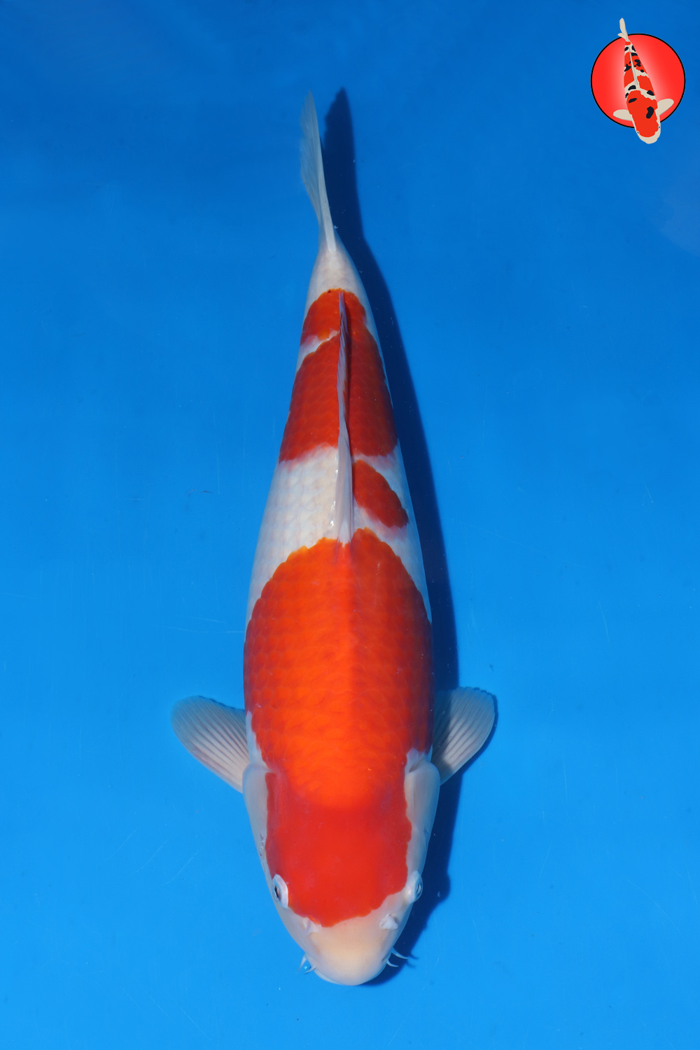 Mat-Koh-A24-13_46cm GK