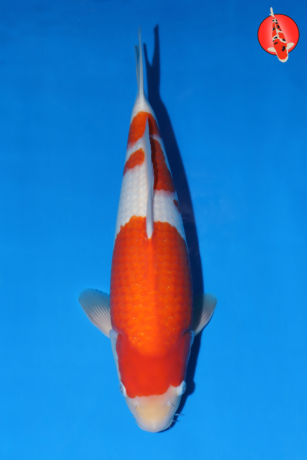 Mat-Koh-A24-14_40cm GK