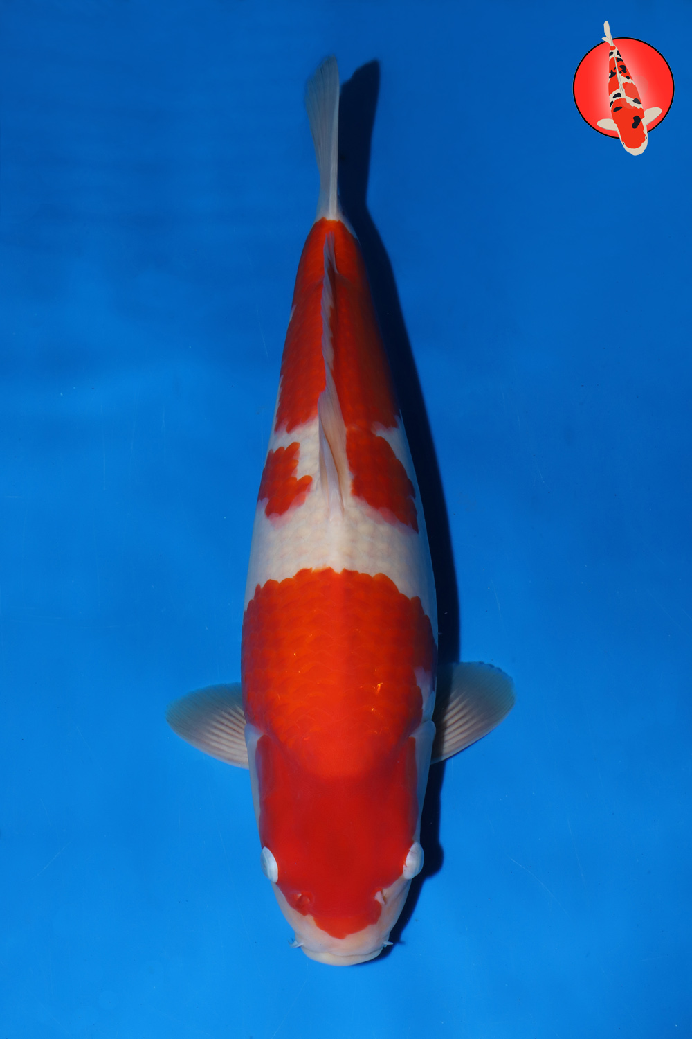 Mat-Koh-A24-15_44cm GK