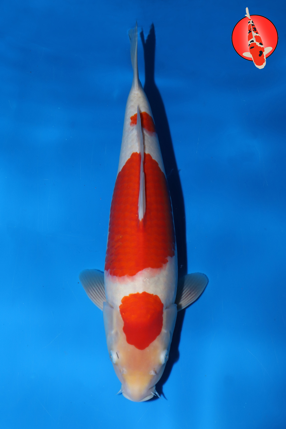Mat-Koh-A24-16_42cm GK