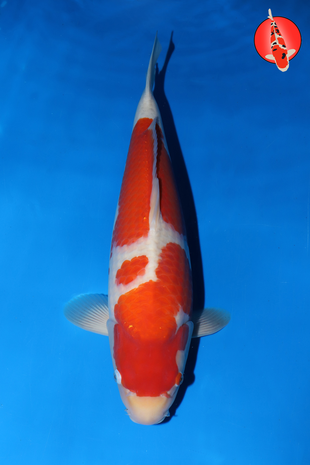 Mat-Koh-A24-18_47cm GK