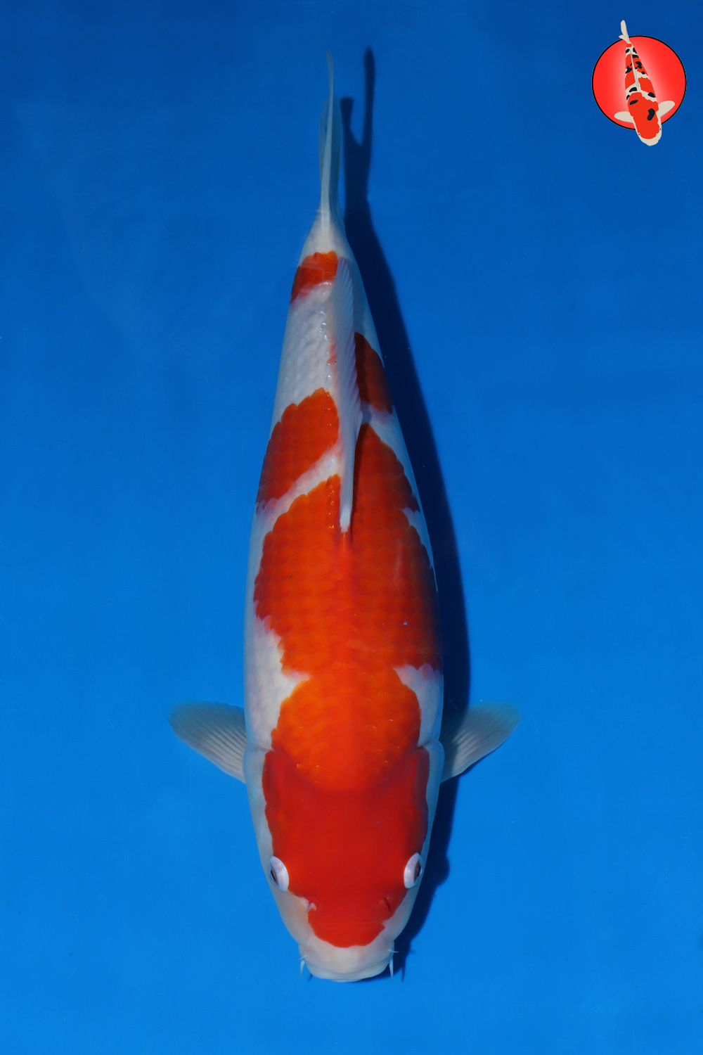 Mat-Koh-A24-20_44cm GK