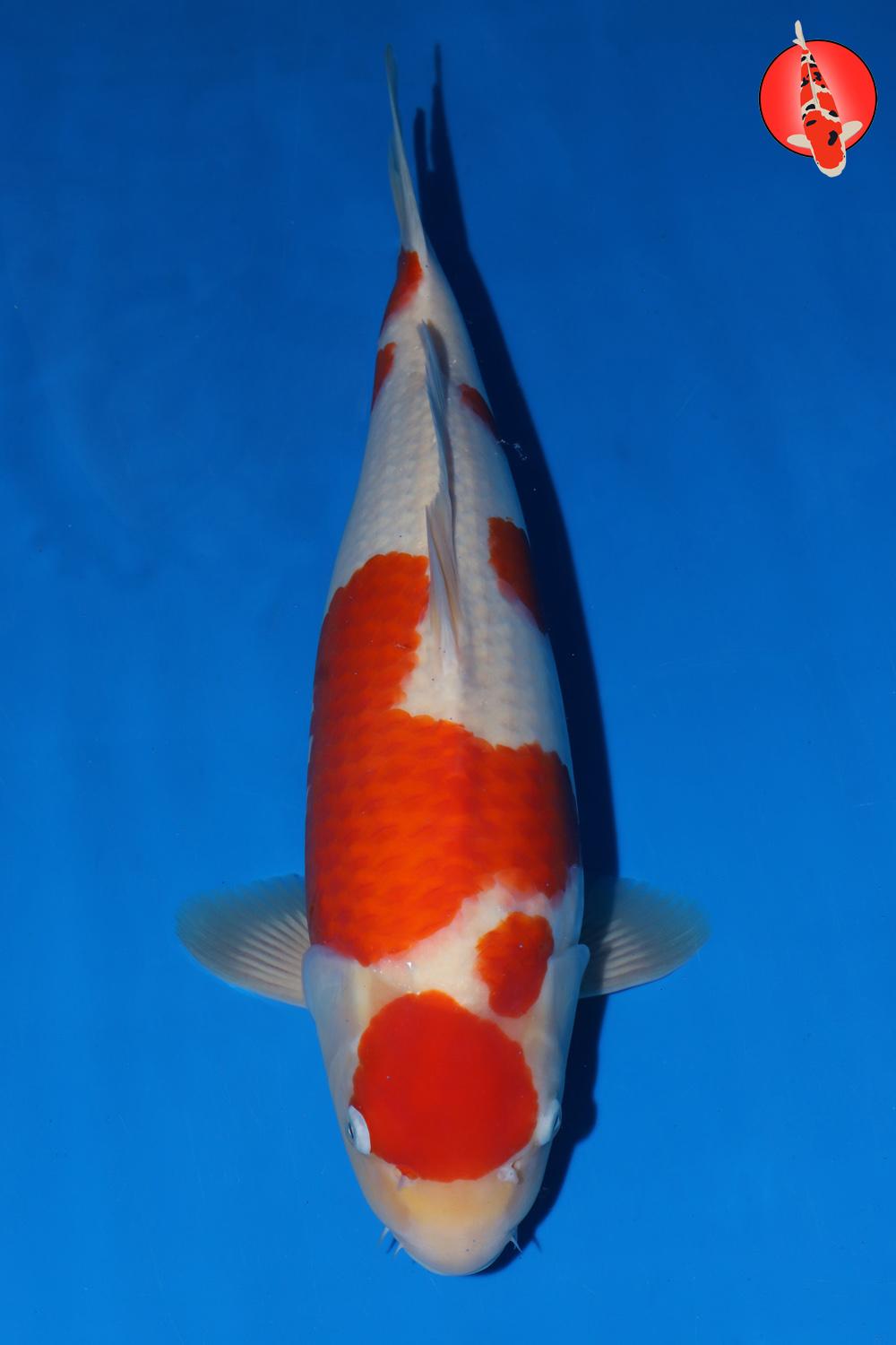 Mat-Koh-A24-21_47cm GK
