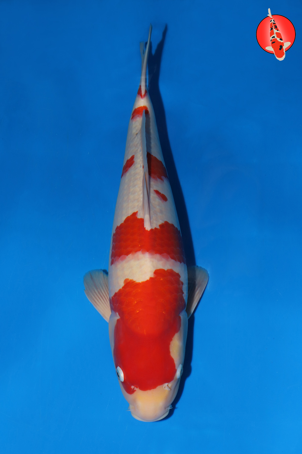 Mat-Koh-A24-22_49cm GK