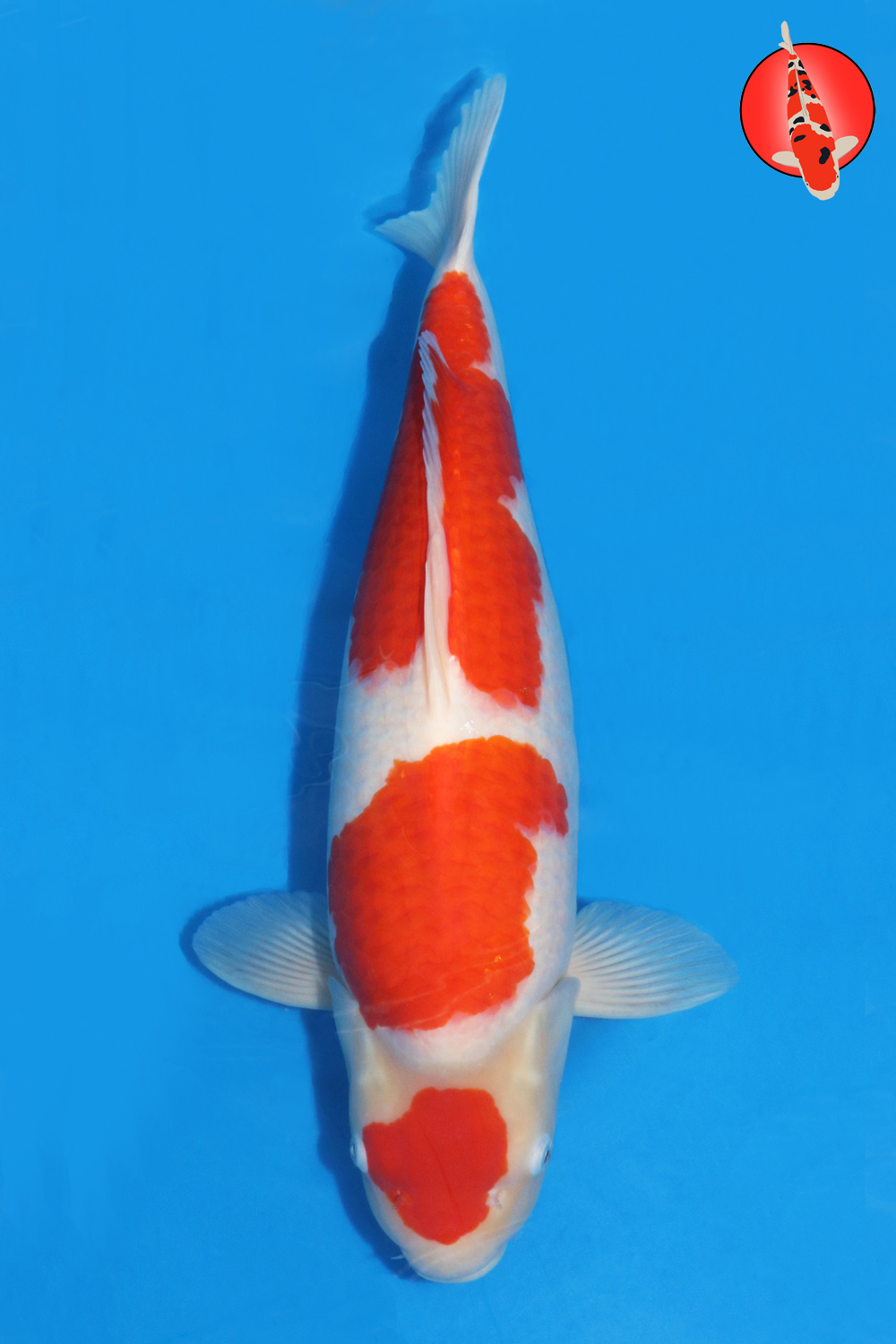 Sak-Koh-A24-01 GKR