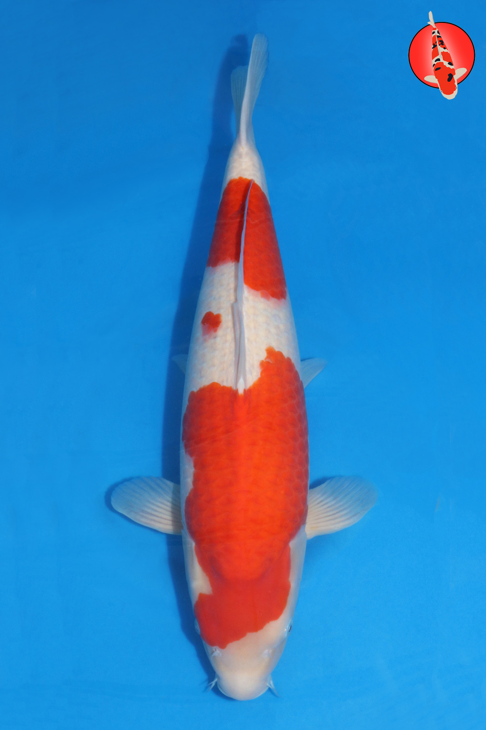 Sak-Koh-A24-02 GKR Sak-Koh-A24-02 GKR