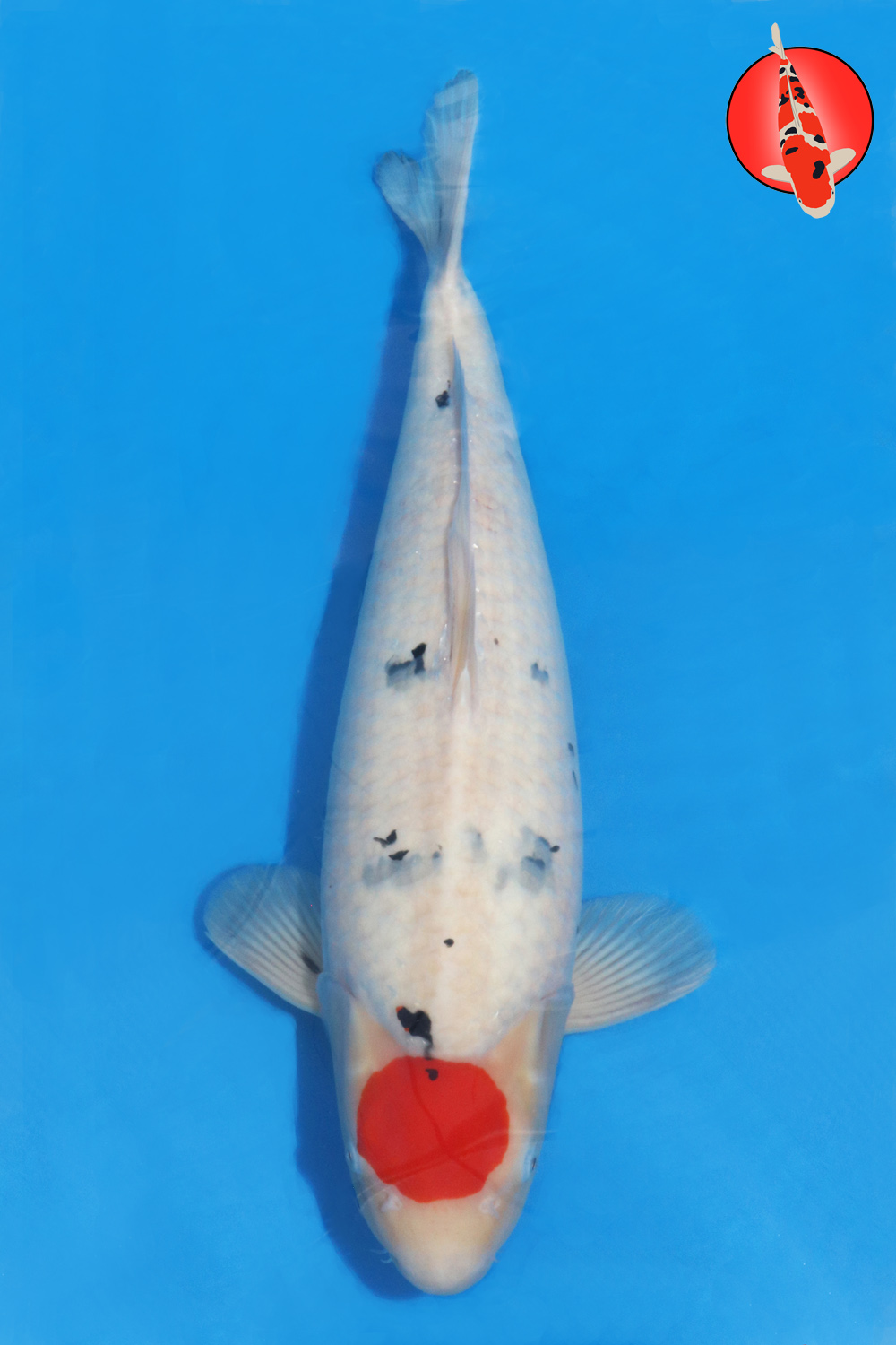 Sak-Tan-A24-01 GKR Sak-Tan-A24-01 GKR