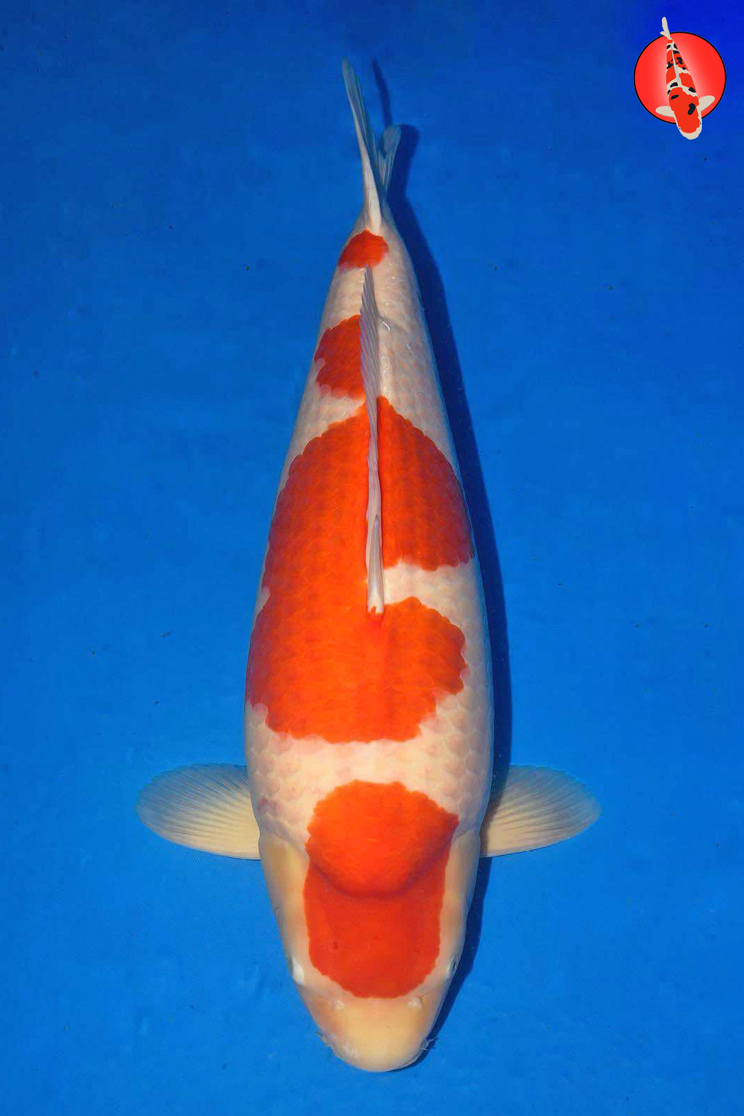 Sakai Co Kohaku, Sansai GK Sakai Co Kohaku, Sansai GK