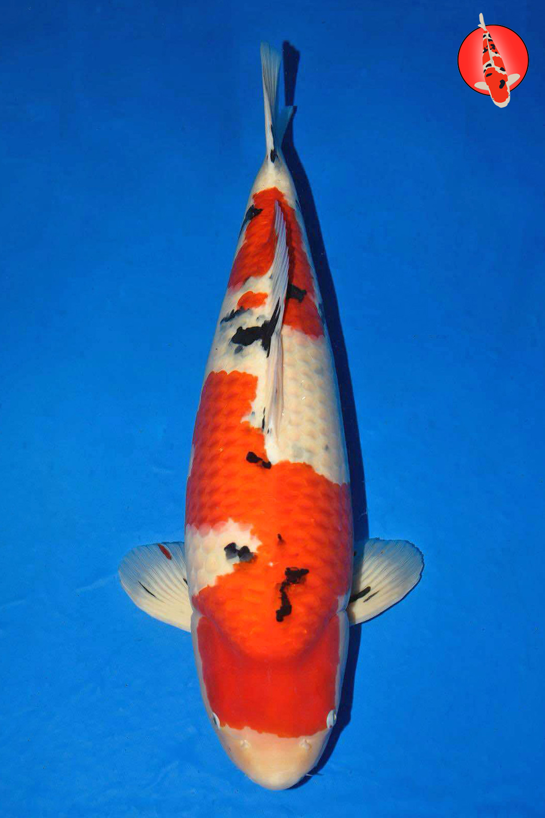 Sakai Co Sanke, Sansai GK Sakai Co Sanke, Sansai GK
