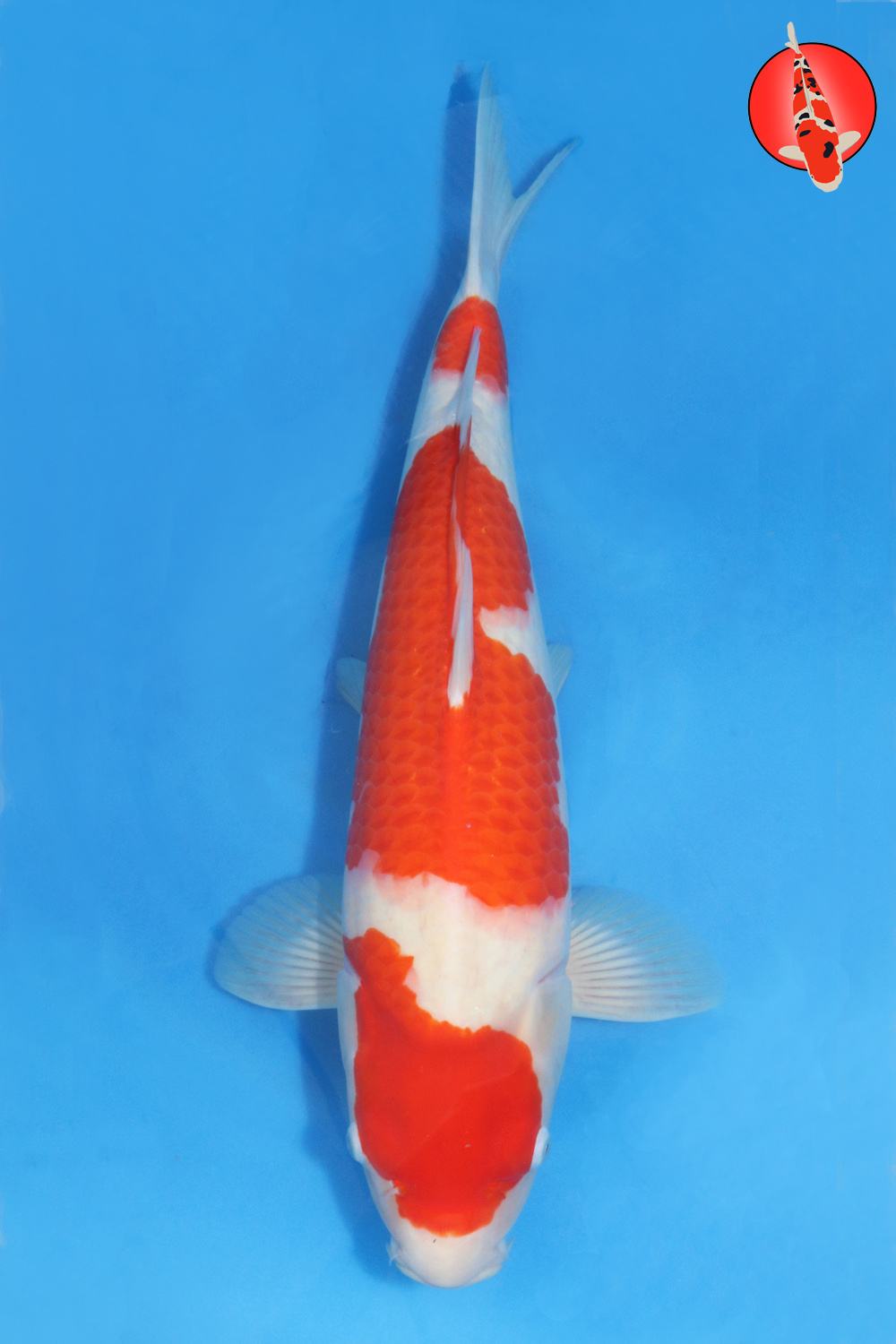 Tak-Koh-A24-01 GKR