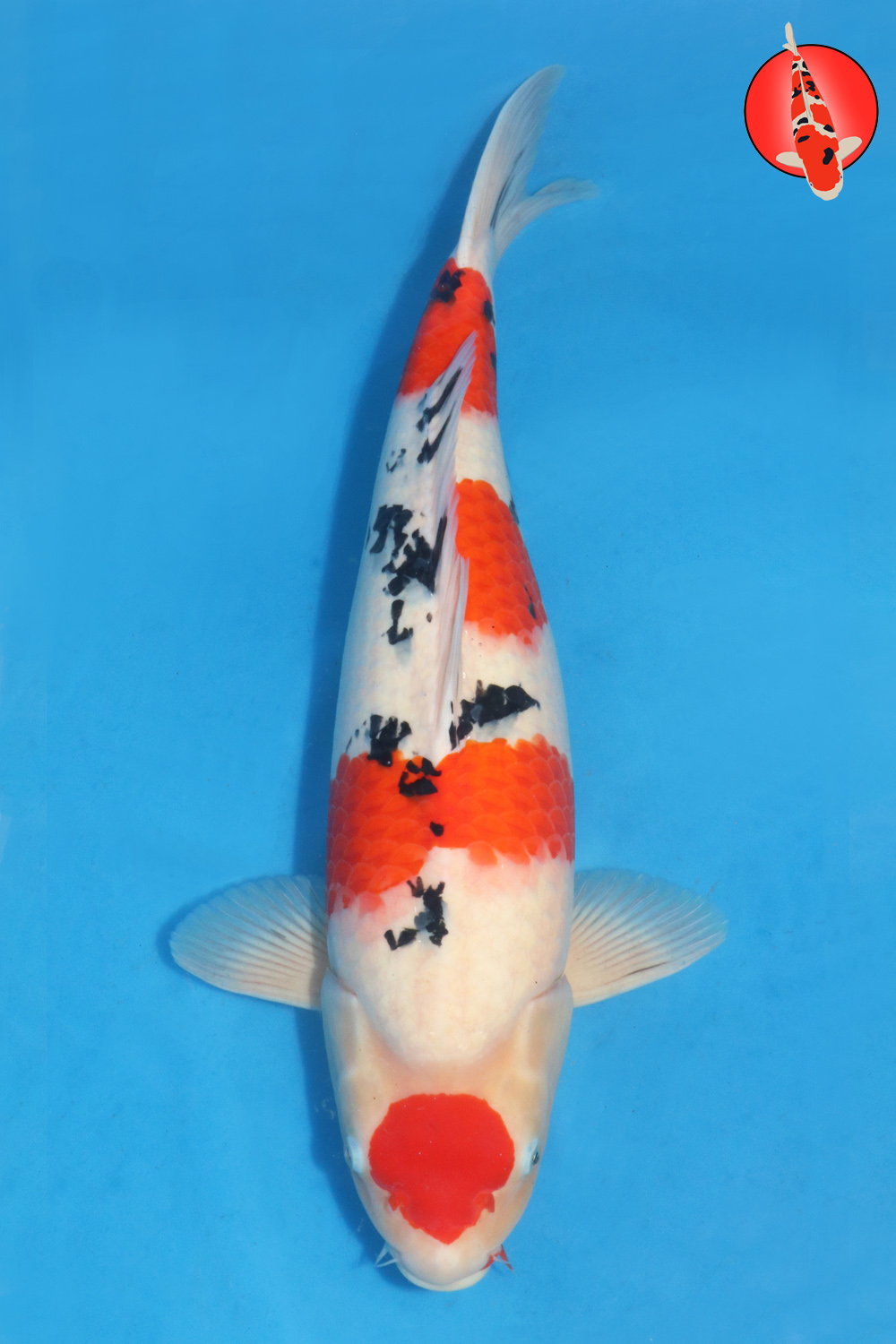 Tak-San-A24-01 GKR