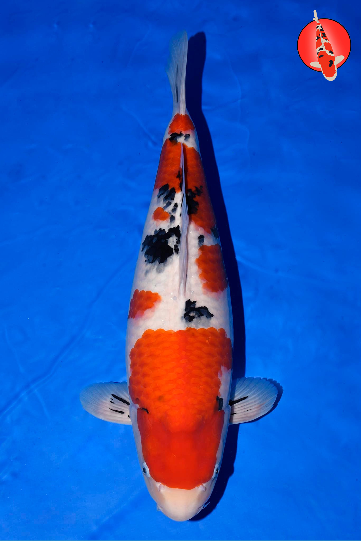 Tamaura Sanke Nisai 59cm GK1
