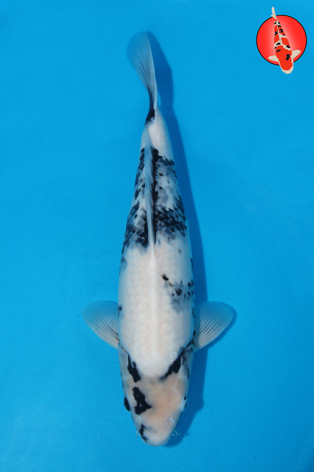 Oka-Uts-A24-01 GK R