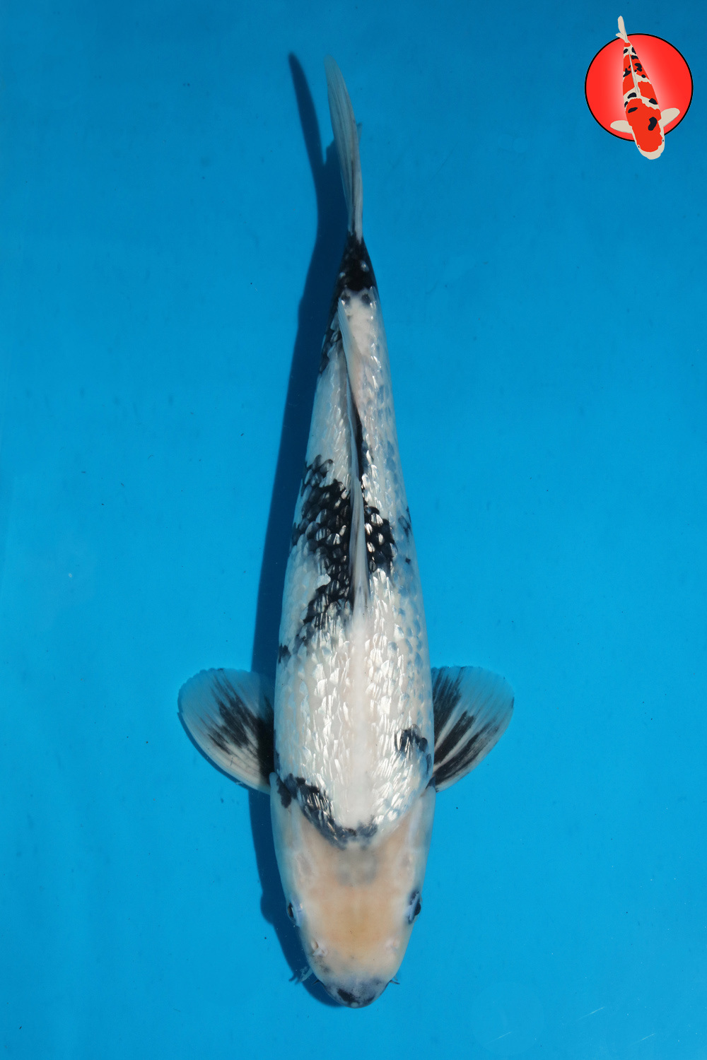 Omo-Uts-A24-17 GK R