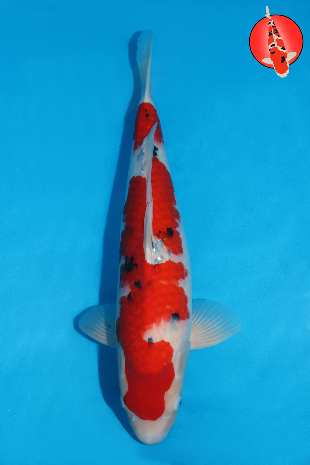 Tam-San-A24-04 GK R001
