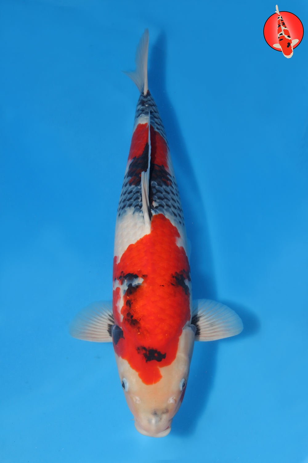 Dai-Sho-A25-01 - Nisai - 58cm - Nov25 R