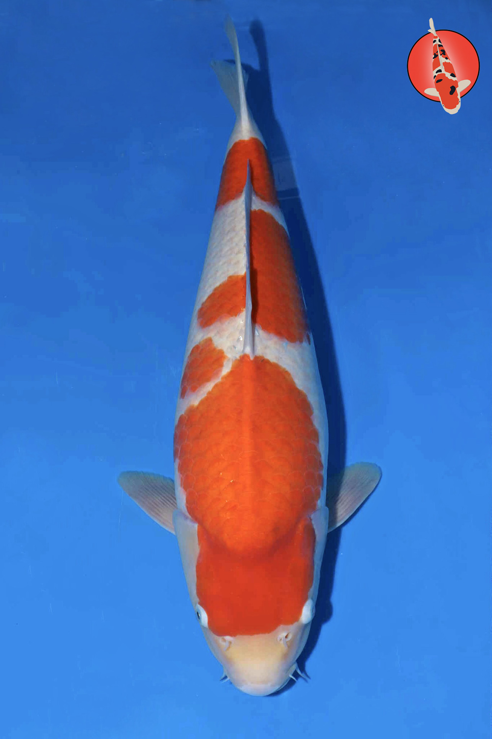 Mat-Koh-A25-04 - Nisai - 60cm - Nov25 R