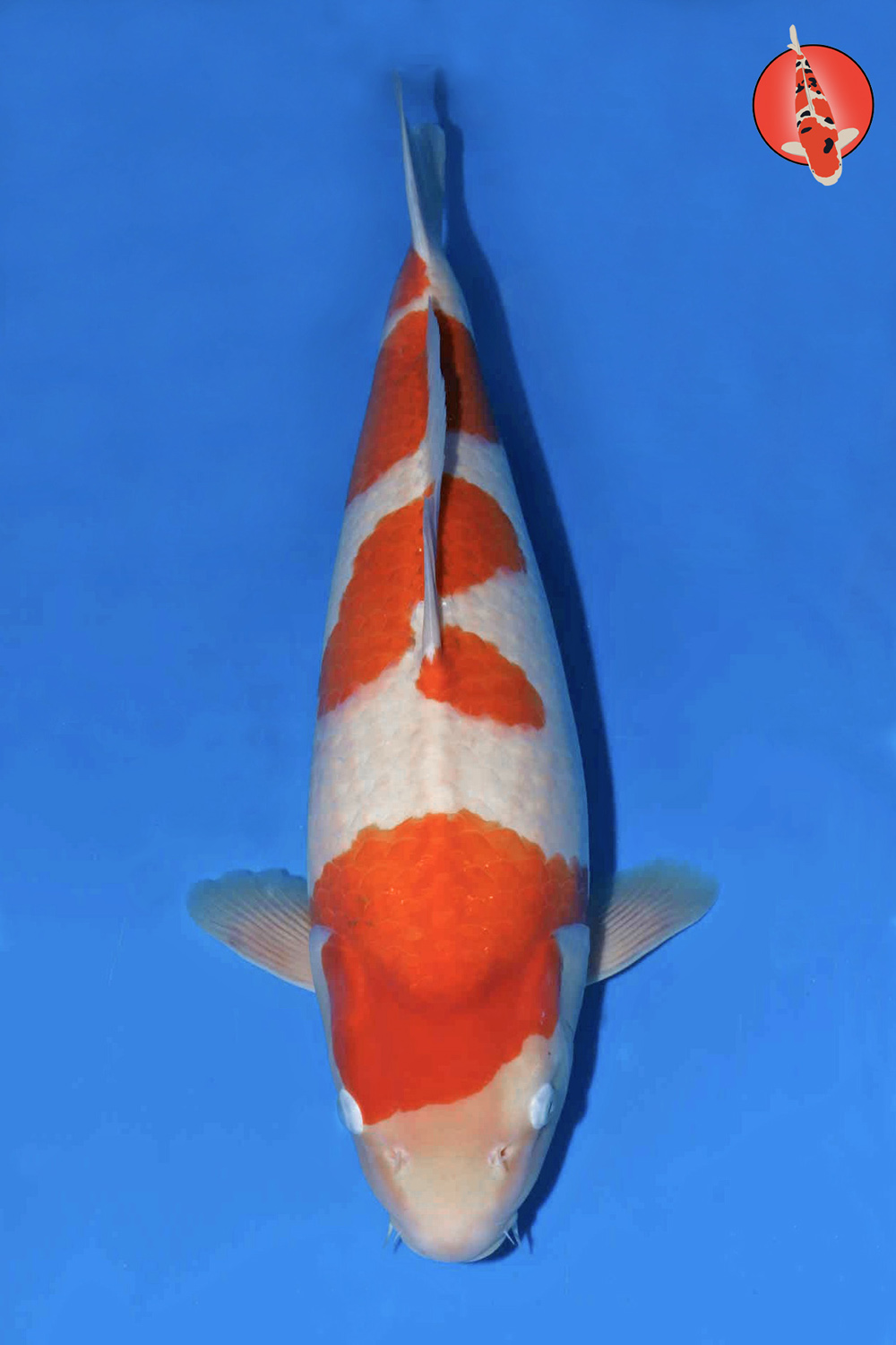 Mat-Koh-A25-10 -Nisai - 60cm - Nov25 R