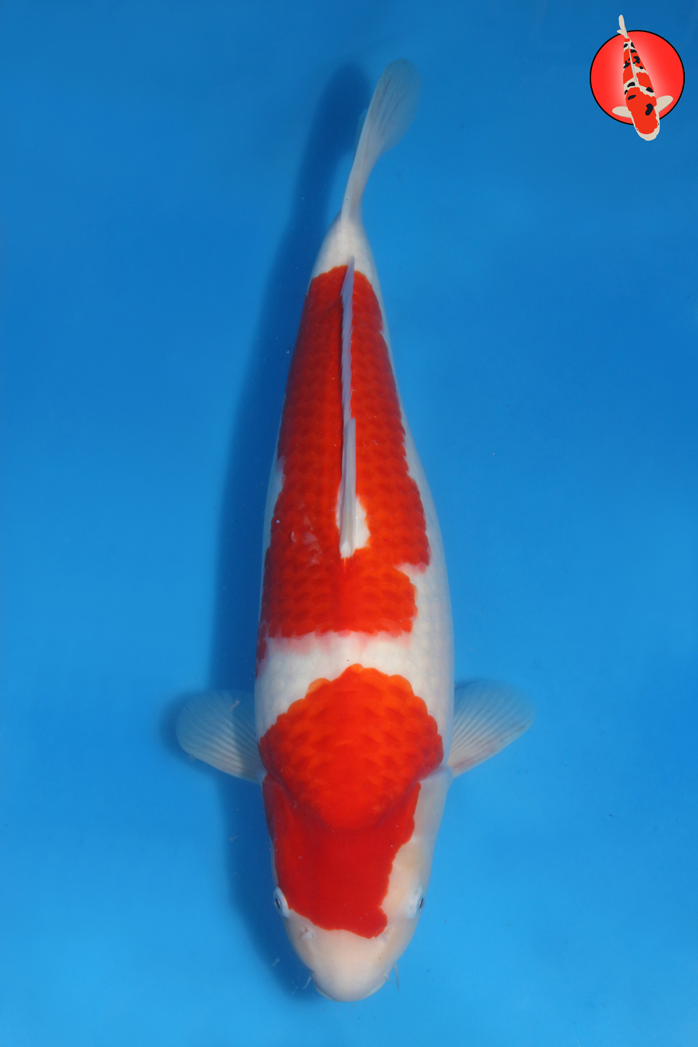 Oka-Koh-A25-01 - Nisai - 52cm - Nov25 R