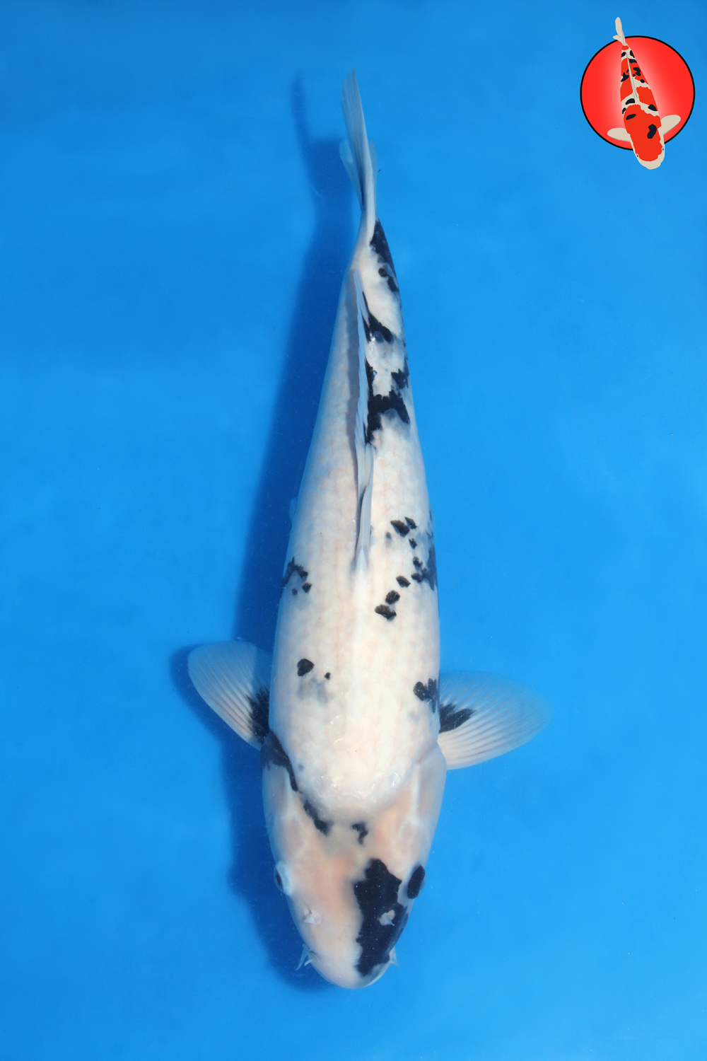 Omo-Uts-A25-01 - Nisai - 53cm - Nov25 R