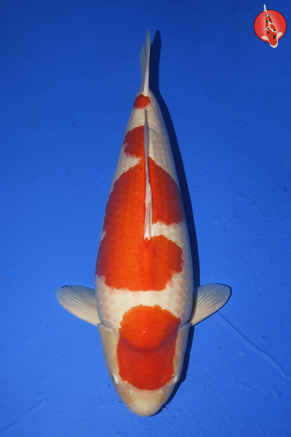 Sak-Koh-A23-01 - Gosai - 74cm - Nov25 R