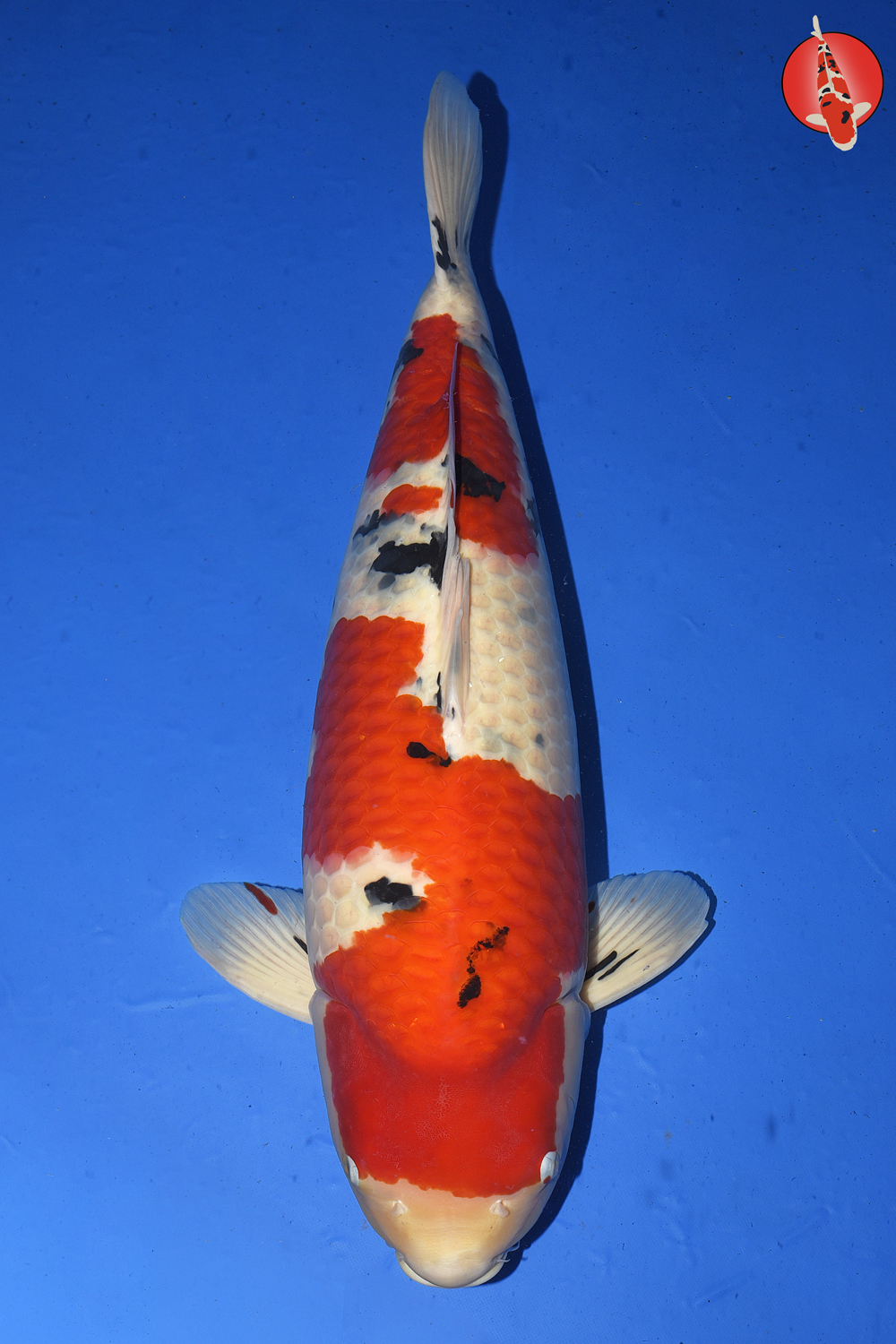 Sak-San-A23-01 - Gosai - 75cm - Nov25 R