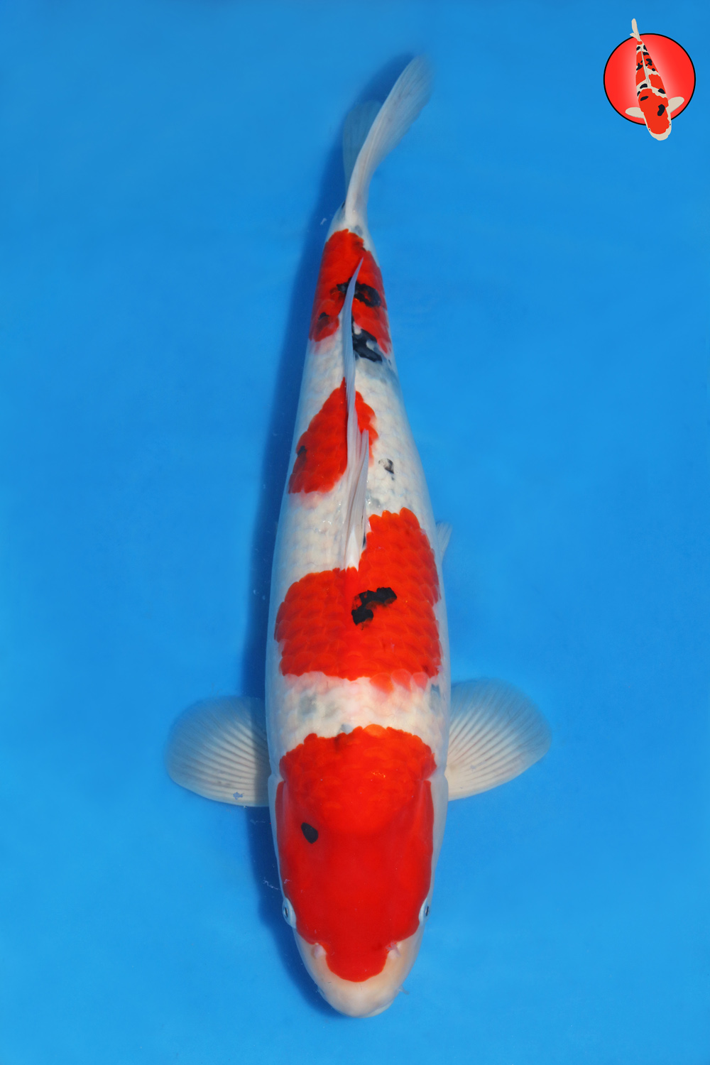 Sak-San-A25-01 -Nisai - 55-60cm - Nov25 R