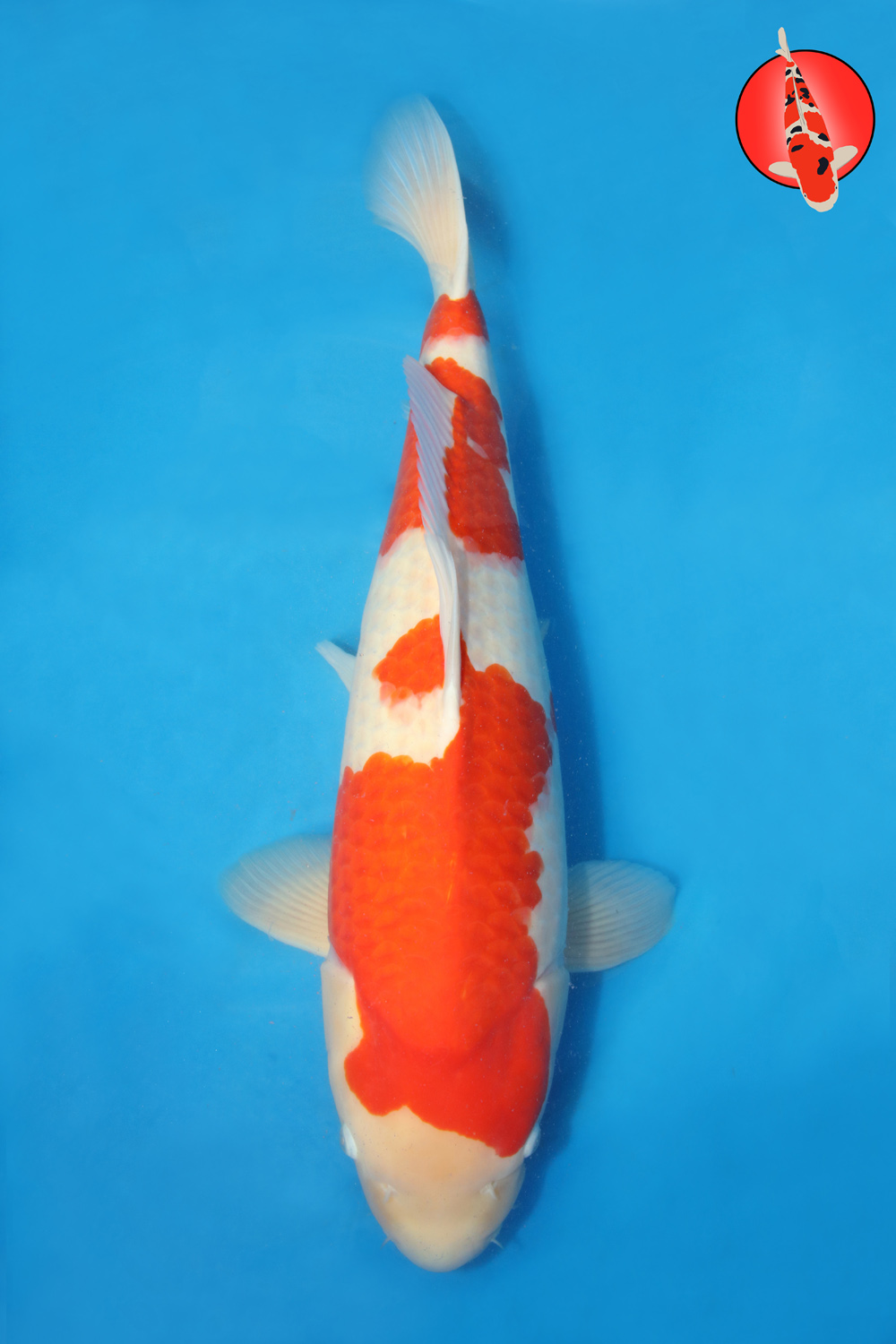 Tak-Koh-A24-02 - Sansai - 68cm - Nov25 R