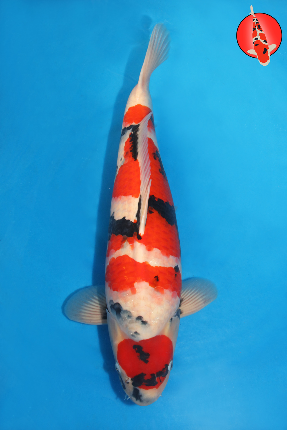 Tak-Sho-A25-01 - Nisai - 58cm - Nov25 R