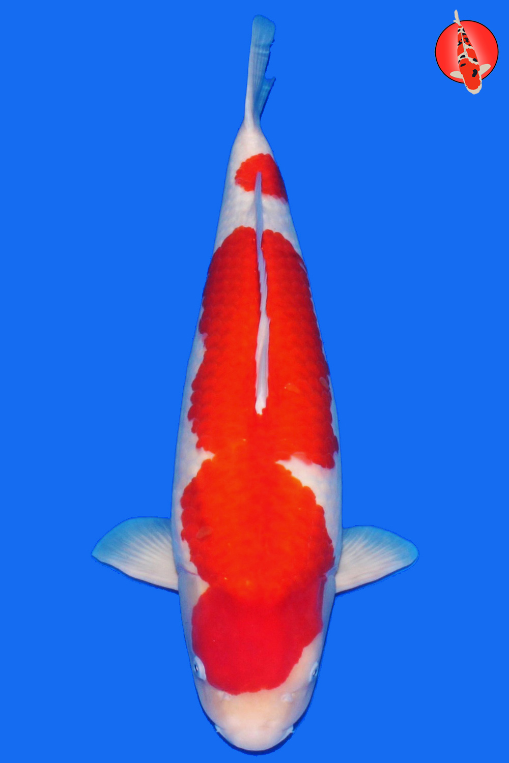 Tam-Koh-A24-01 - Sansai - 67cm - Nov25 R