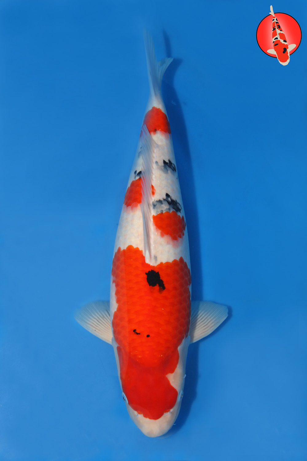 Tam-San-A25-01 - Nisai - 54cm - Nov25 R