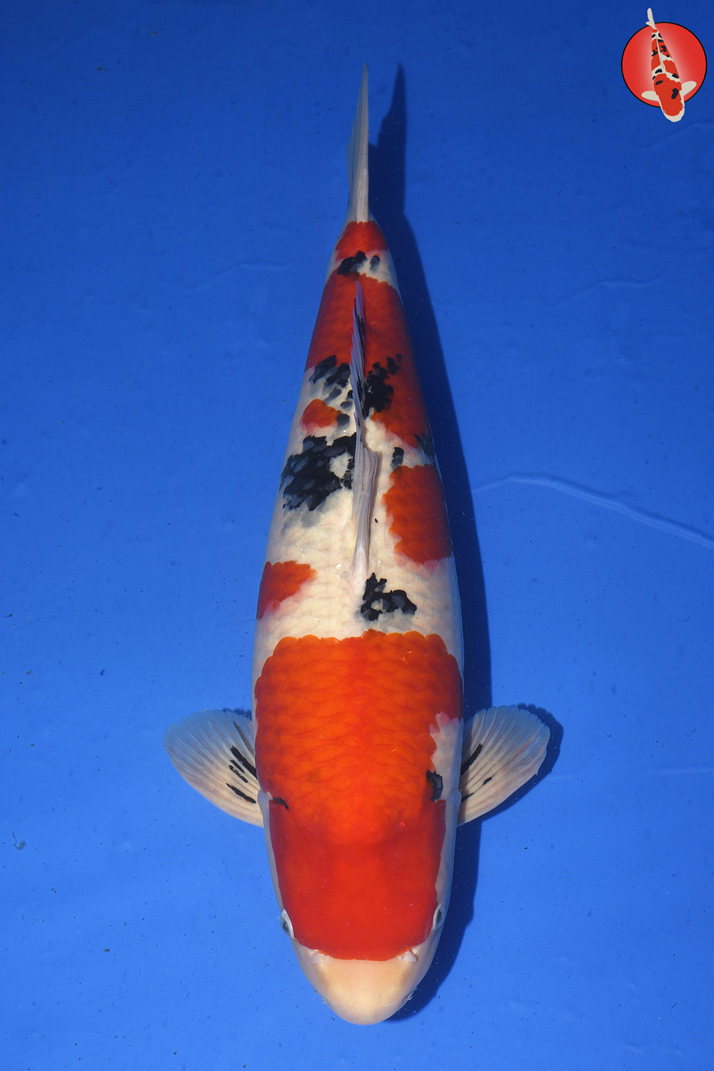 Tam-San-W25-01 - Sansai - 66cm - Nov25 R