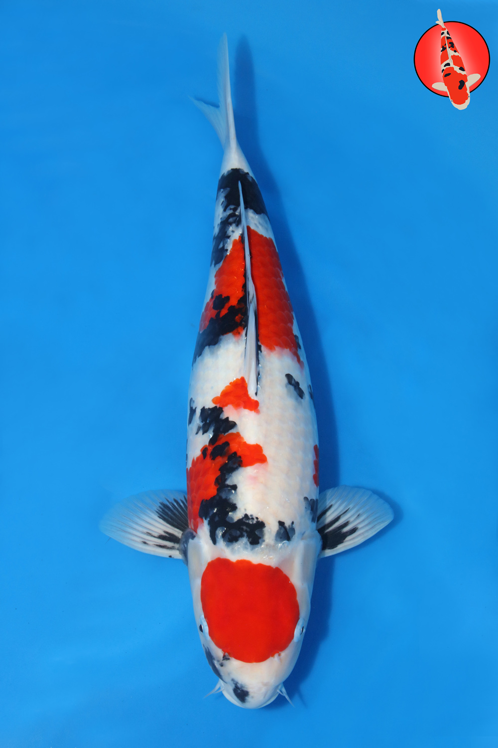 Tam-Sho-A25-02 - Nisai - 56cm - Nov25 R