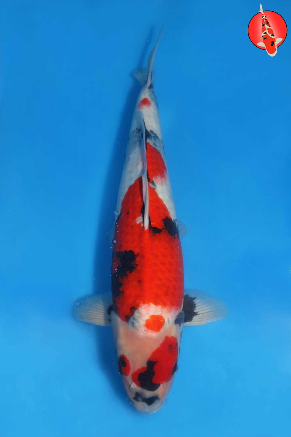 Tam-Sho-A25-03 - Nisai - 58cm - Nov25 R