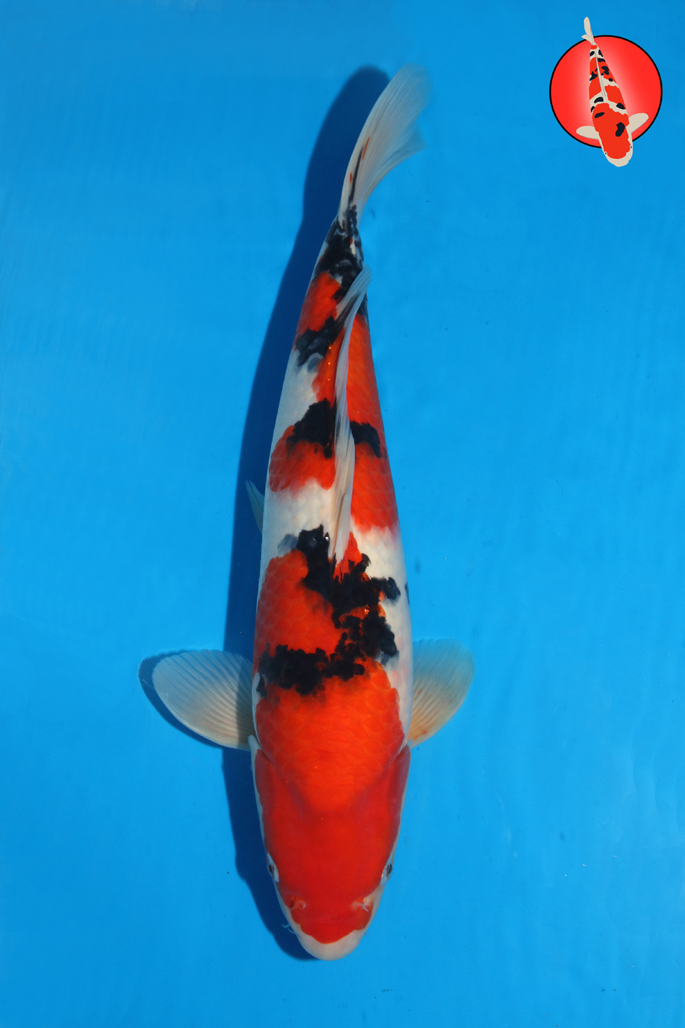 Tam-San-S25-17 - Dec25 - 43cm R