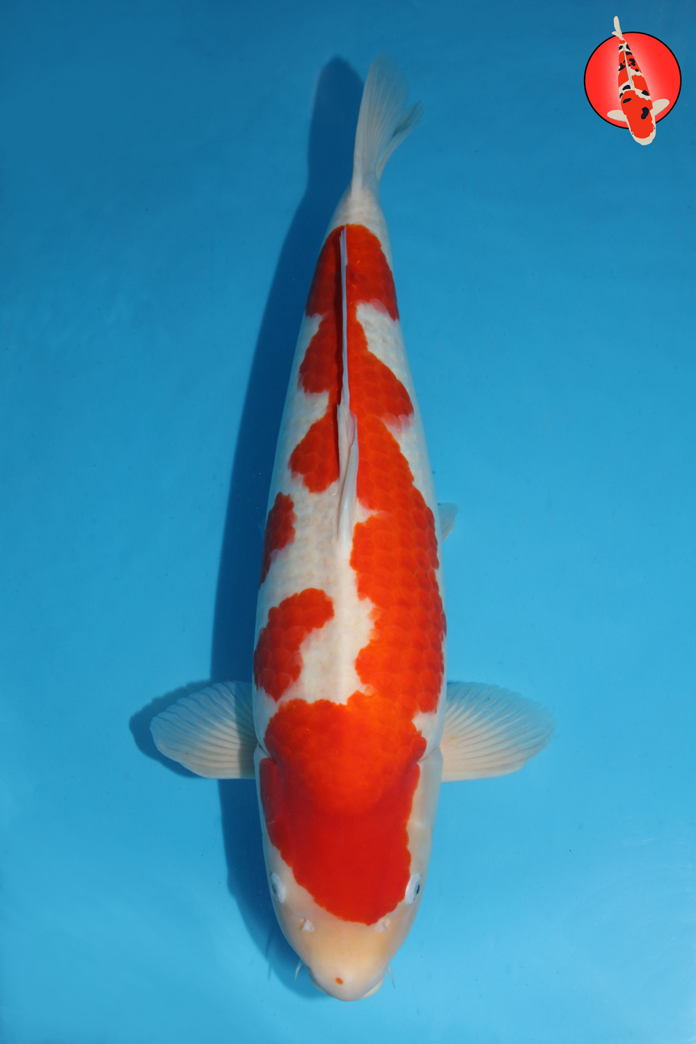 Mat-Koh-A24-03 Sansai R