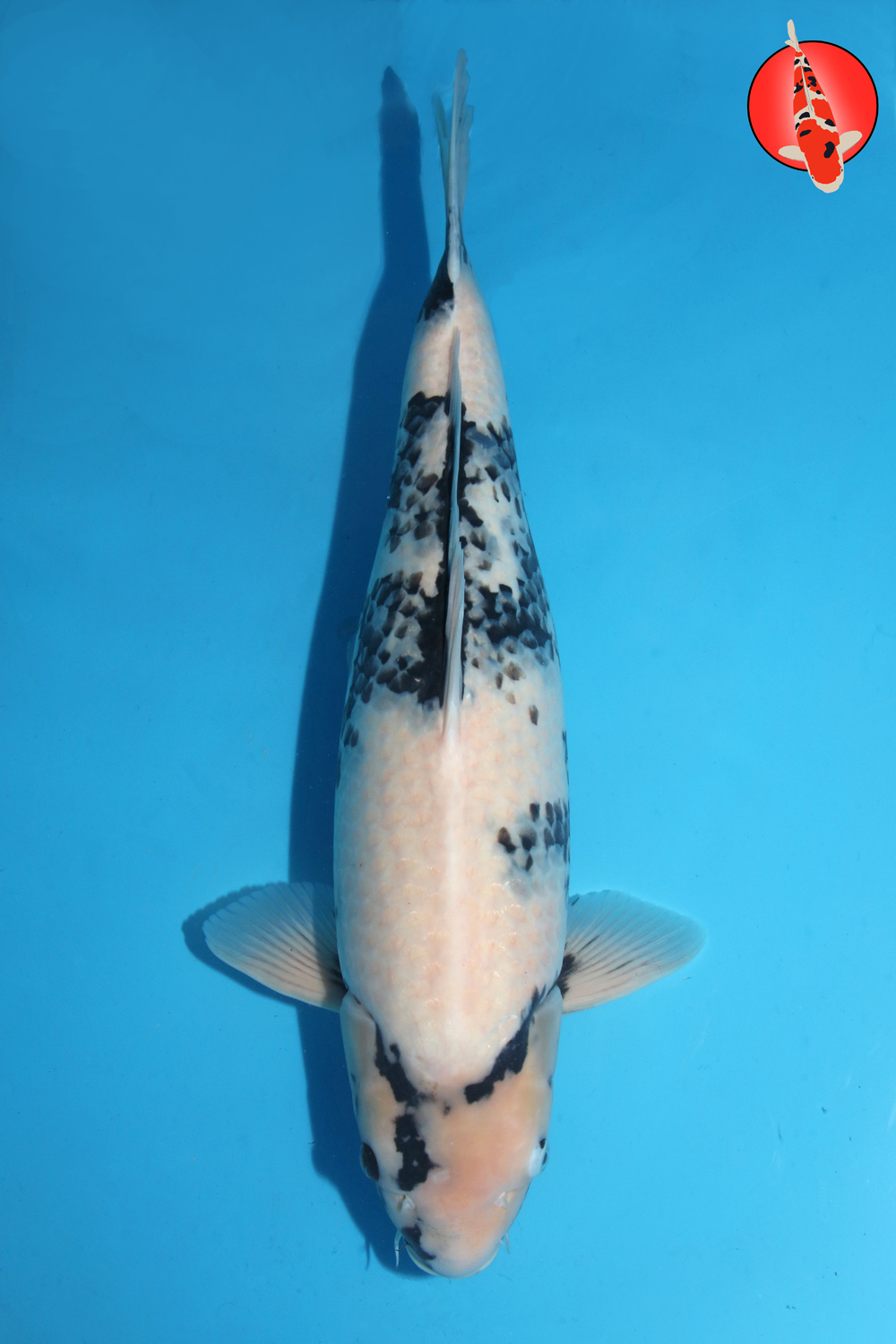 Oka-Uts-A24-01 Sansai R