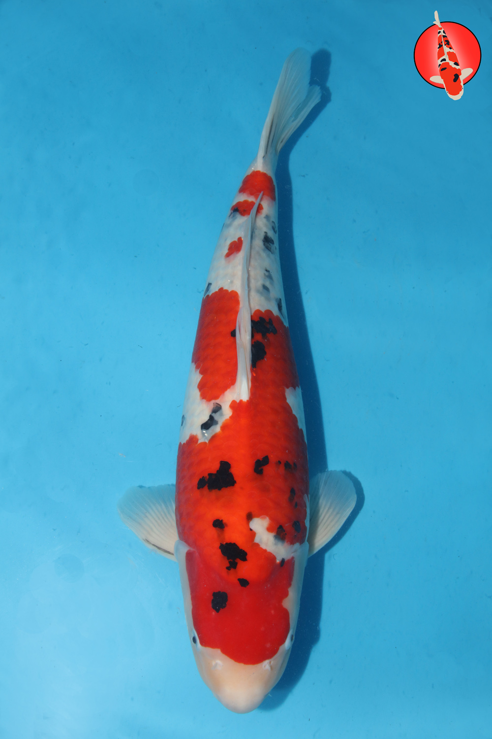 Tam-San-A24-03 Sansai 1R