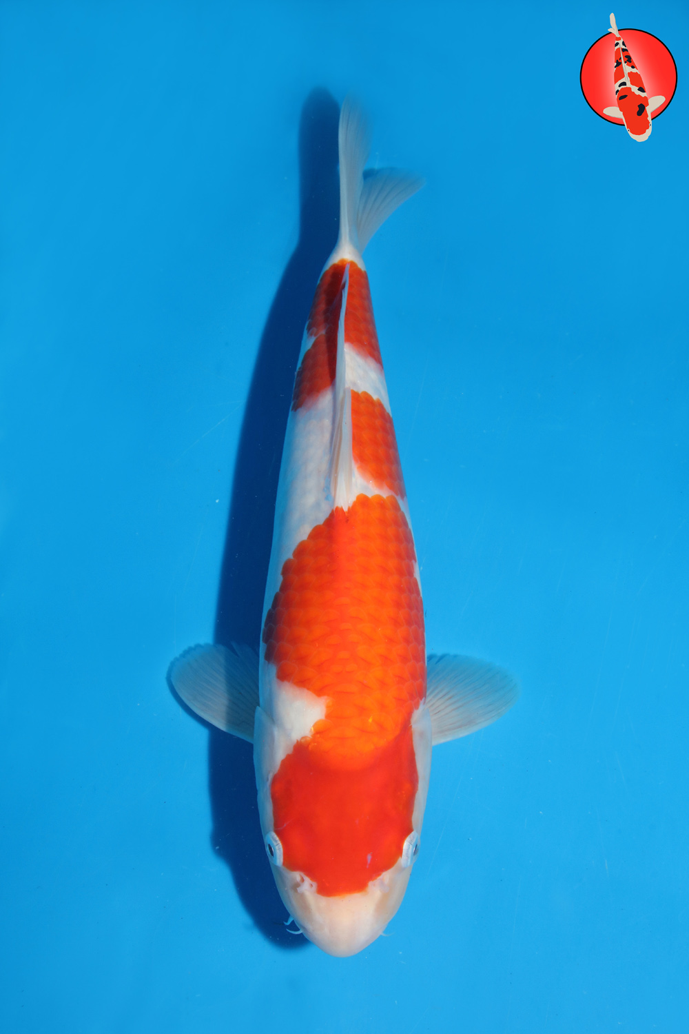 Mat-Koh-S26-08 -35cm R