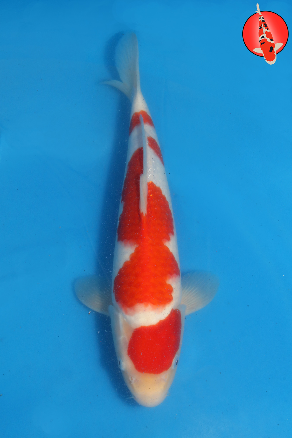 Tak-Koh-S26-17M R