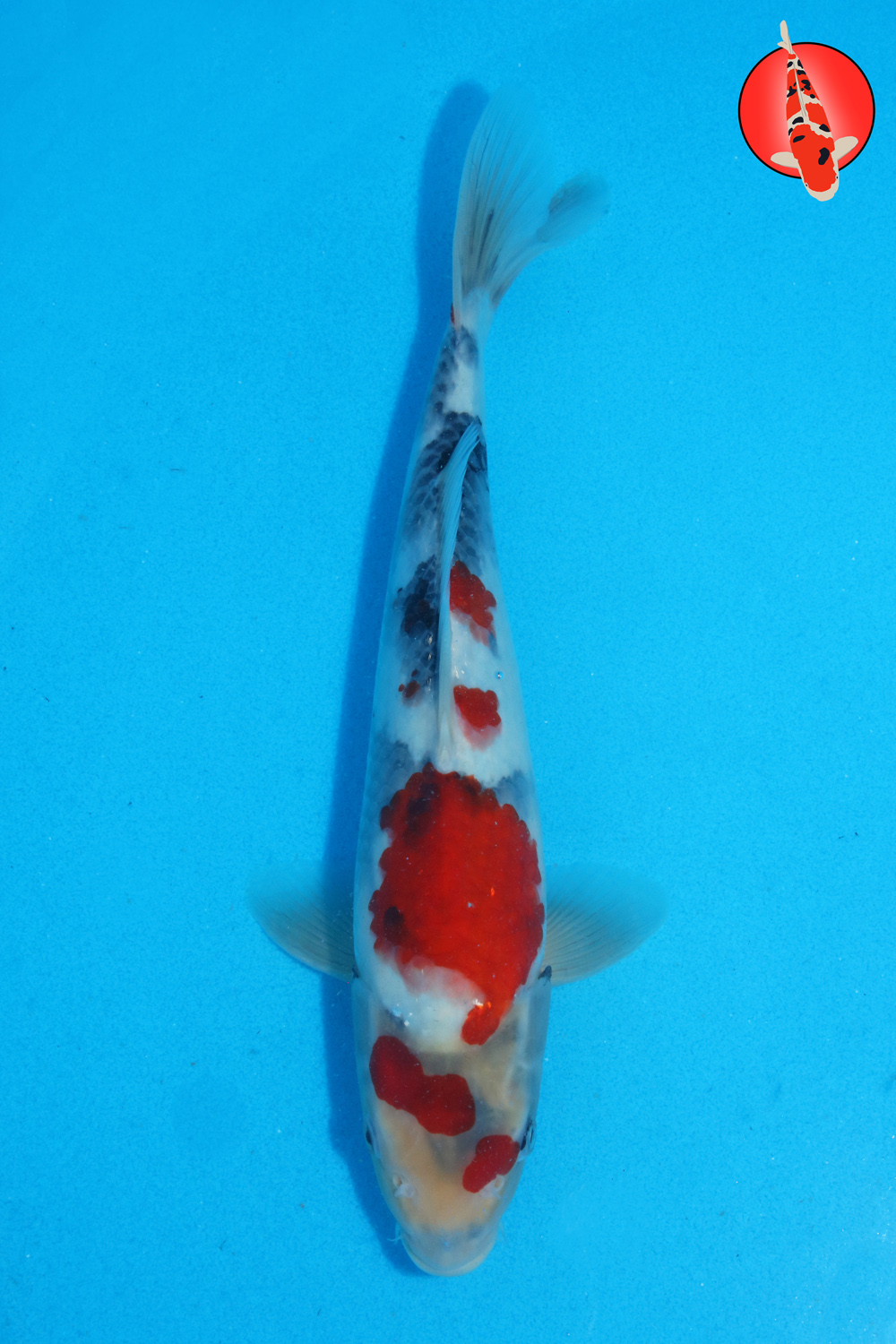 Tam-Sho-S26-21 - 32cm R