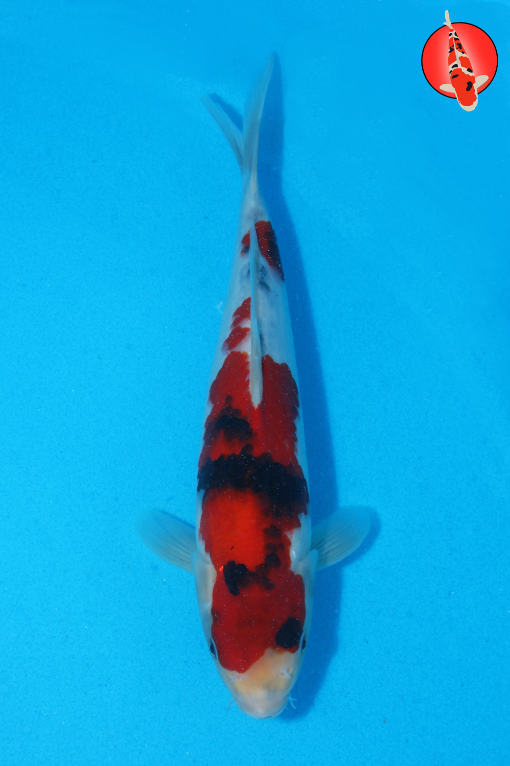 Tam-Sho-S26-22 - 28cm R
