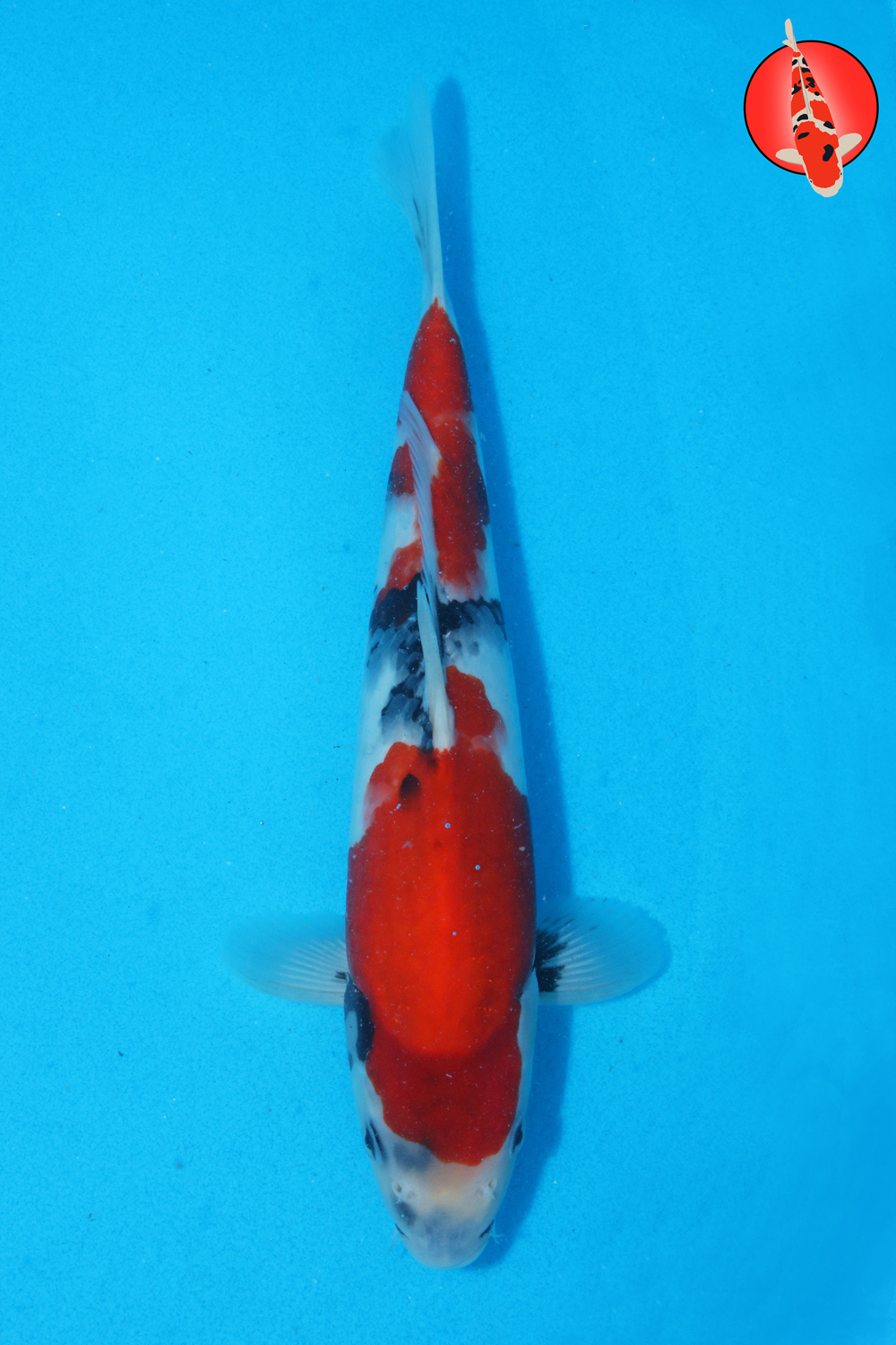 Tam-Sho-S26-26 - 30cm R
