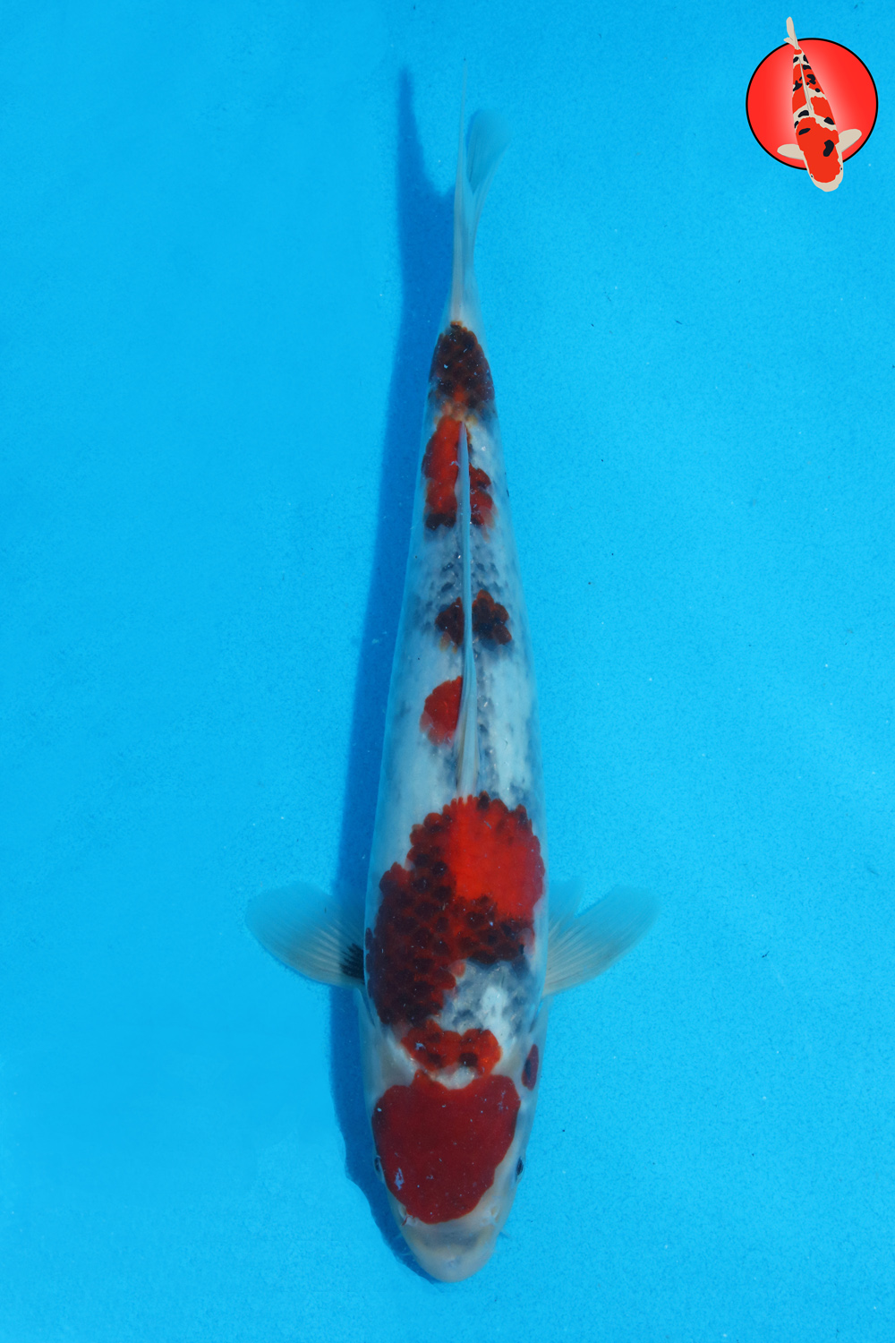 Tam-Sho-S26-41 - 31cm R
