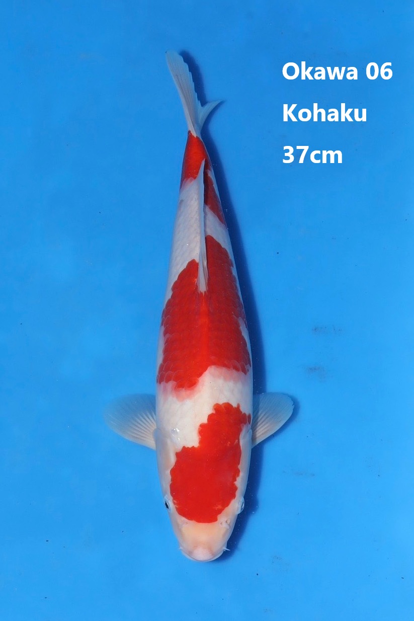 Okawa06 37cm Okawa06 37cm